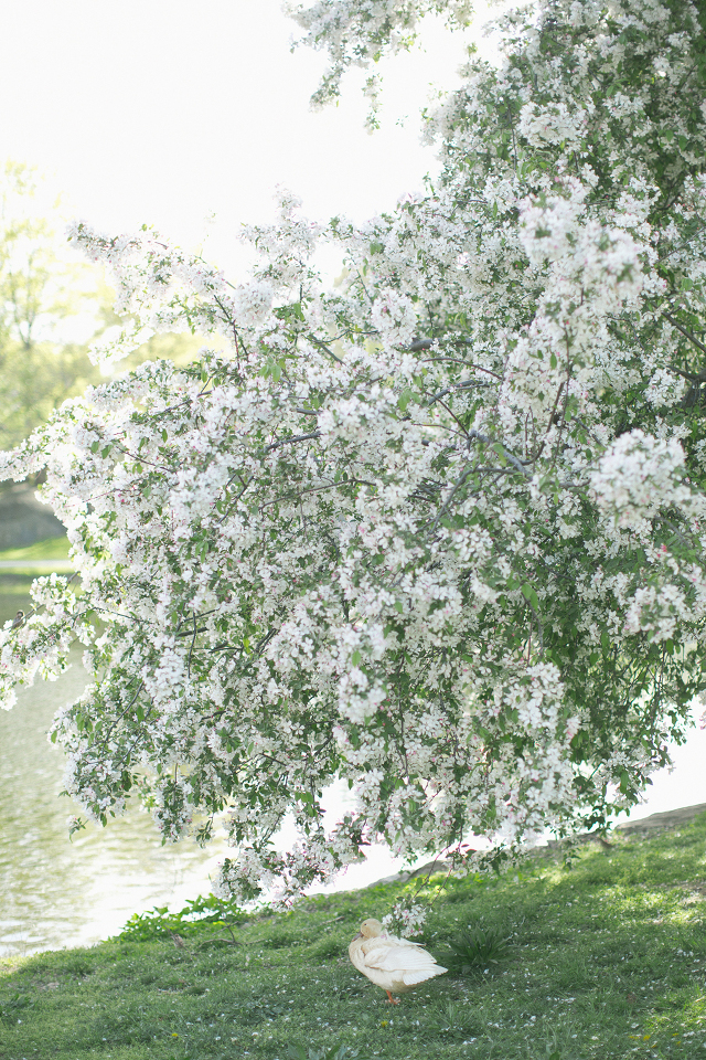 Wedding Photography Central Park